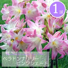 ベラドンナリリー　ピンクシェード　大玉　球根　1球　夏植え球根　アマリリスベラドンナ　ホンアマリリスのサムネイル