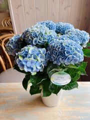 超特価！響 紫陽花 アジサイ ハイドランジア 苗 苗木 5号鉢 花10輪