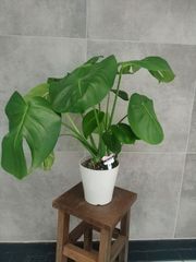 斑入りモンステラ 希少！ 奇形デリシオーサ鉢植え - メルカリ