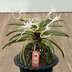 【超メルカリ市便乗サービス商品】富貴蘭　花観月+チビ金閣（オマケ） 2026年最新】富貴蘭の人気アイテム - メルカリ