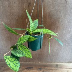 新着 レア 原種 ホヤ フィンレイソニー サクララン 怪奇植物 鉢花