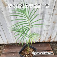 もみの木 abies procera シンボルツリー ノーブルモミ 苗 - メルカリ