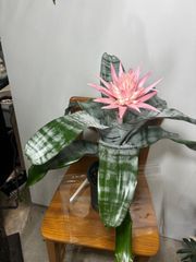 希少 花芽、子株付 ビルベルギア ティンカーベル - メルカリ