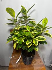 ③プルメリアのような白いお花が楽しめる超レア品！ファグラエア8号鉢