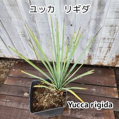 鉢ごと発送】ユッカ リギダ Yucca rigida 2026.7.1-yr1 - メルカリ