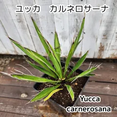 【鉢ごと発送】 8号鉢：ユッカ　カルネロサーナ　Yucca carnerosana  2026.7.1Yc1のサムネイル