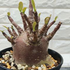 激レア/ブラックスキン】アデニウム アラビカム ガラメーウワン 鉢植え