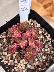 多肉植物🩶パシフィックグレース🩶センペルビウム 抜き苗 - メルカリ