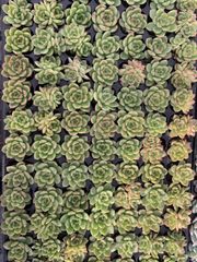 Top【選抜株】多肉植物 26780アボカドクリーム 6個 鉢無し/脱土 - メルカリ