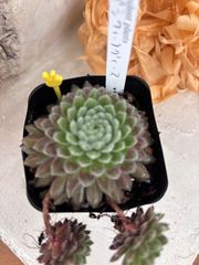 多肉植物 センペルビウム パシフィックグレース 6cmポット苗① - メルカリ