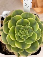 多肉植物🩶パシフィックグレース🩶センペルビウム 抜き苗 - メルカリ