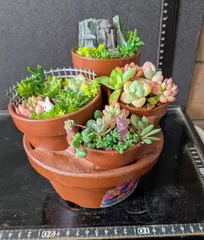 26070201今日のお買い得商品★多肉植物の寄せ植え★組鉢作品のサムネイル