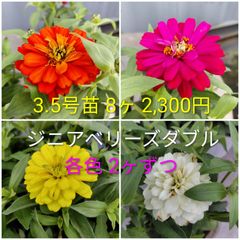 宿根ヒメヒマワリ ブリーディングハーツ 3ポットセット らくらく