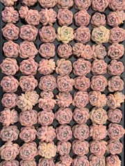 新入荷　ギョウザンセツ　鮮やかな105苗セット　土と根付き　多肉植物　エケベリア　セダム　韓国苗　詰め合わせ　寄せ植え　X1067のサムネイル
