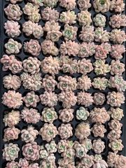 Top【選抜株】多肉植物 362678チワワエンシス 40個 鉢無し/脱土 - メルカリ
