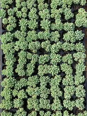 新入荷　ハナビ　鮮やかな105苗セット　土と根付き　多肉植物　エケベリア　セダム　韓国苗　詰め合わせ　寄せ植え　X1080のサムネイル