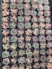 新入荷　チワワ　鮮やかな105苗セット　土と根付き　多肉植物　エケベリア　セダム　韓国苗　詰め合わせ　寄せ植え　X1104のサムネイル