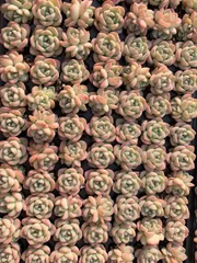 新入荷　センセーション　鮮やかな105苗セット　土と根付き　多肉植物　エケベリア　セダム　韓国苗　詰め合わせ　寄せ植え　X1101のサムネイル