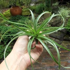 Tillandsia チランジア goomong wasawat Tillandsia チランジア goomong wasawat - メルカリ