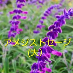 アメジストセージに苗5本 - メルカリ