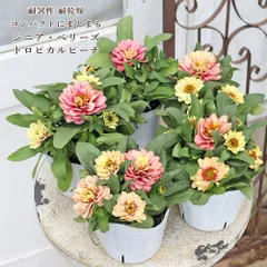 花苗 八重咲き ジニア ベリーズダブル トロピカルピーチ 3.5号 百日草 夏 秋 よく咲く ピンク アプリコットカラーのサムネイル