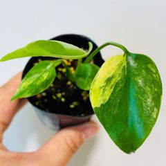 モンステラ デリシオーサ Monstera deliciosa 'Gold Monster' 新種