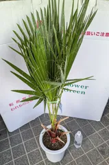 2026年最新】ココスヤシ 地植えの人気アイテム - メルカリ