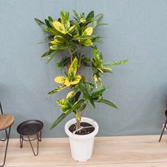 現品］A クロトン 8号 観葉植物 室内 大型 カラーリーフ おしゃれ