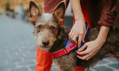 新品　ラズベリー　サイズＭ　ユリウスケーナイン　ハーネス　犬具　日本総代理店直営店のサムネイル