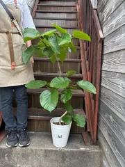 フィカス ウンベラータ ７号鉢 観葉植物（FU1/FU2)のサムネイル