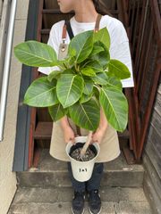ガジュマル 昇り龍 7寸鉢 観葉植物 ラベルA - メルカリ