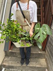 ガジュマル 昇り龍 7寸鉢 観葉植物 ラベルA - メルカリ