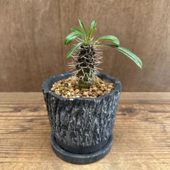 ユーフォルビア ギラウミニアナ 塊根植物 コーデックス - メルカリ