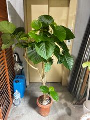 【特大】フィカス ペティオラリス 約50〜60cm 発根済み 現品 特大】フィカス ペティオラリス 約50〜60cm 発根済み 現品 - メルカリ