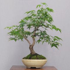 紅葉カエデ石付き盆栽、高さ約23cm。 紅葉カエデ石付き盆栽、高さ約23cm。 - メルカリ