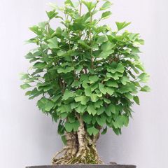 大品 サンザシ盆栽 面白木 | Mercari