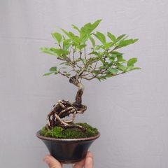 オオハマボウ 盆栽 ユウナ 古木 苔付 10号長方鉢 樹高約20cm 琉球盆栽