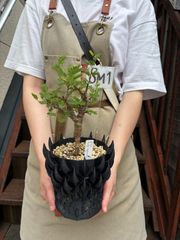 ガジュマル 昇り龍 7寸鉢 観葉植物 ラベルA - メルカリ