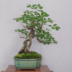 シデ盆栽 【双幹木】 大品盆栽 - メルカリ