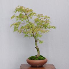 株立ち紅葉十一幹盆栽_カブダチモミジ_もみじ_kabudachi_momiji - メルカリ