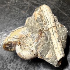ホホジロザメ ハスタリスの歯の化石 - メルカリ