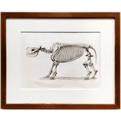 サイの全身骨格の図版　『四足動物の化石骨の研究』より　キュヴィエ著　1836年　19世紀　フランス　銅版画　アンティーク　骨董　額縁付のサムネイル