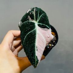 a*i様 希少 アロカシア アズラニー ピンクアルボ - メルカリ
