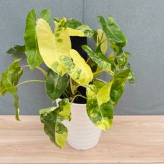 現品］A クロトン 8号 観葉植物 室内 大型 カラーリーフ おしゃれ