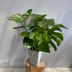 モンステラ 大株 約100cm 美しい切れ込み 観葉植物 鉢ごと発送 - メルカリ