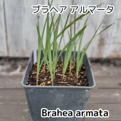 もみの木 abies procera シンボルツリー ノーブルモミ 苗 - メルカリ