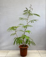 グレビレア ハニーワンダー 6号鉢 斑入り 観葉植物 オージープランツ