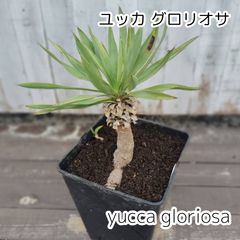 ユッカグロリオサ 子株付き 抜き苗 らくらくメルカリ便発送