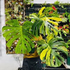 新種】Monstera deliciosa Gold leaf モンステラデリシオーサ 黄金葉