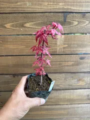 ②出猩々紅葉  デショウジョウモミジ ミニ盆栽 素材 もみじのサムネイル